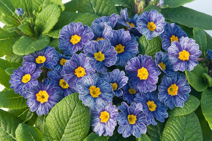 Blue Primula Flower Seeds for Planting – Sun Loving, Heirloom, Non-GMO, High Germination Organic Garden Seeds