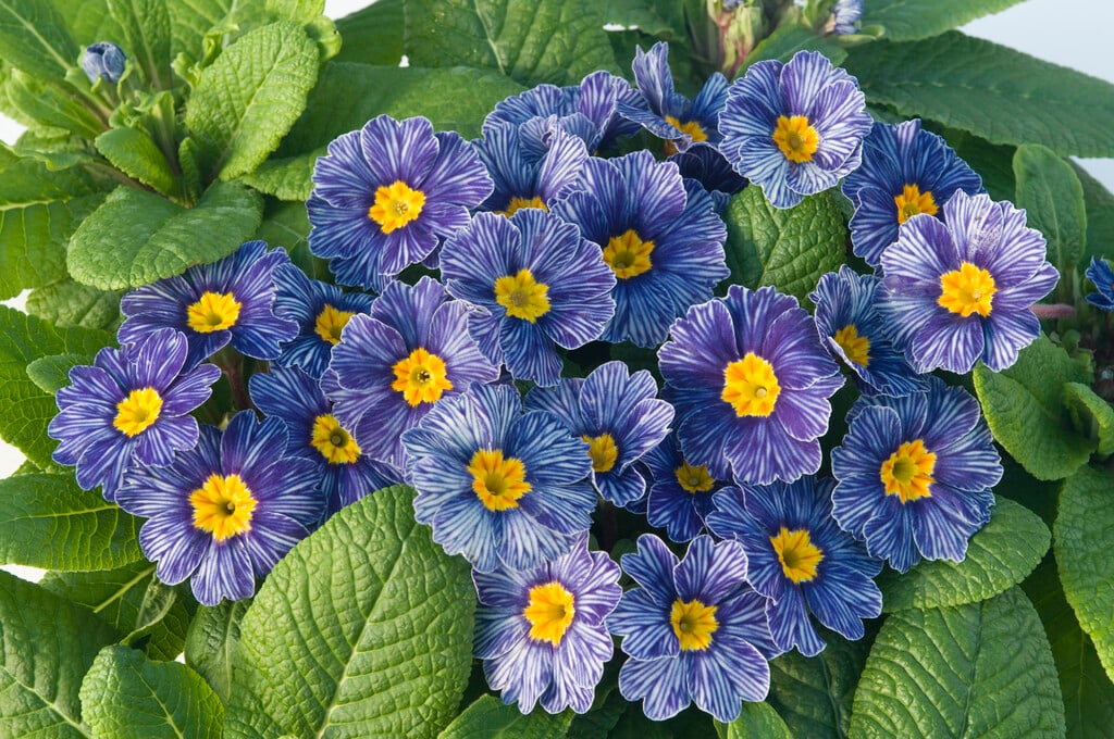 Blue Primula Autumn Flower Seeds for Planting – Heirloom, Non-GMO, Organic Garden Seeds