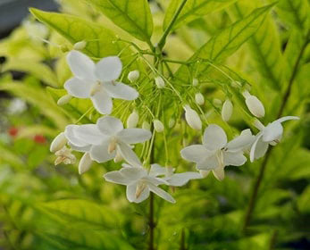 White Mok Flower Seeds for Planting – Hardy Variety Heirloom Non-GMO, High Germination Organic Garden Seeds