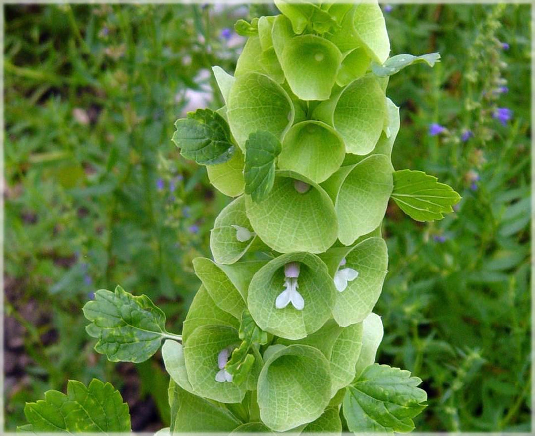 Moluccella Laevis Herb Seeds – Heirloom, Non-GMO Organic Quality Seeds for Garden Planting