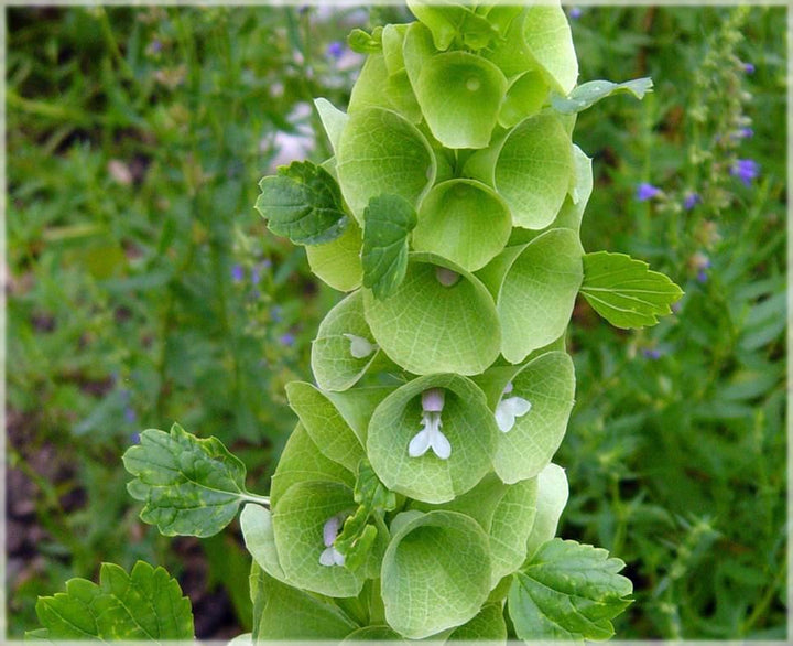 Moluccella Laevis Herb Seeds – Heirloom, Non-GMO Organic Quality Seeds for Garden Planting