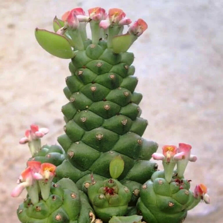 Monadenium Flower Seeds for Planting – Heirloom Non-GMO, High Germination Organic Garden Seeds