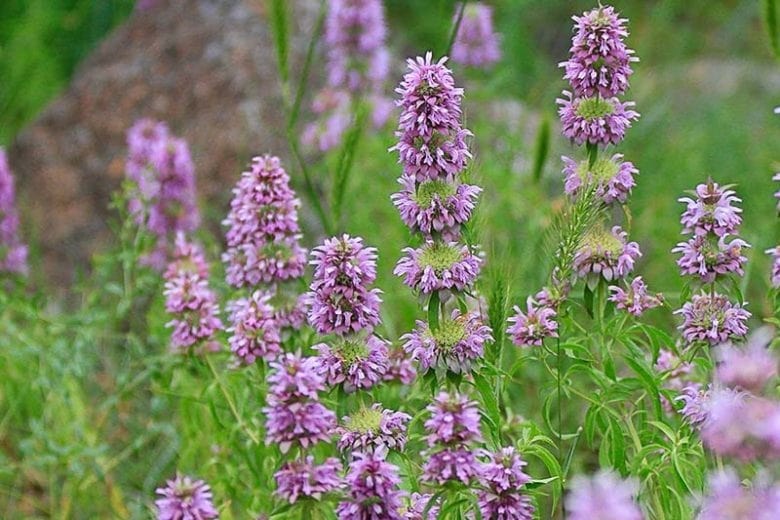 Violet Citriodora Flower Seeds for Planting – Heirloom, Non-GMO, Compact Growth, High Germination
