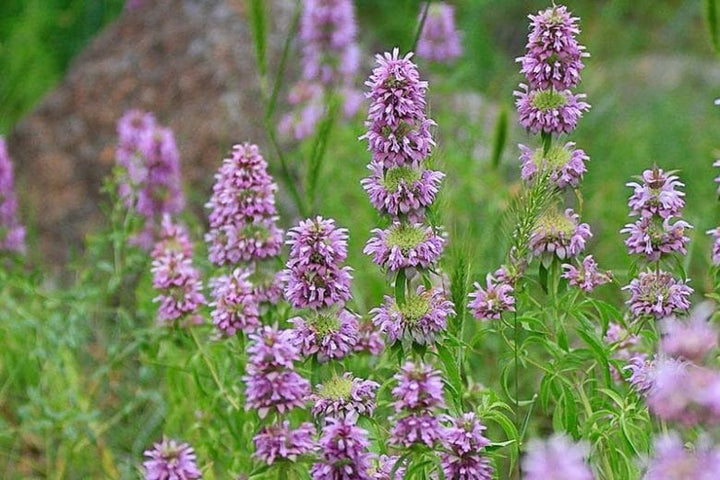Violet Citriodora Flower Seeds for Planting – Heirloom, Non-GMO, Compact Growth, High Germination