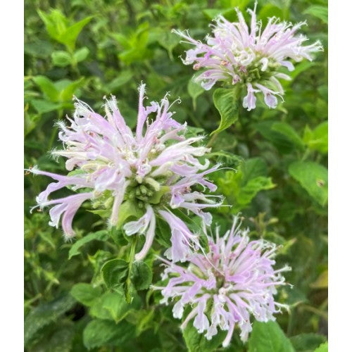 Jinhua Bergamot Herb Seeds for Planting – Heirloom, Non-GMO, Organic Garden Seeds with High Germination