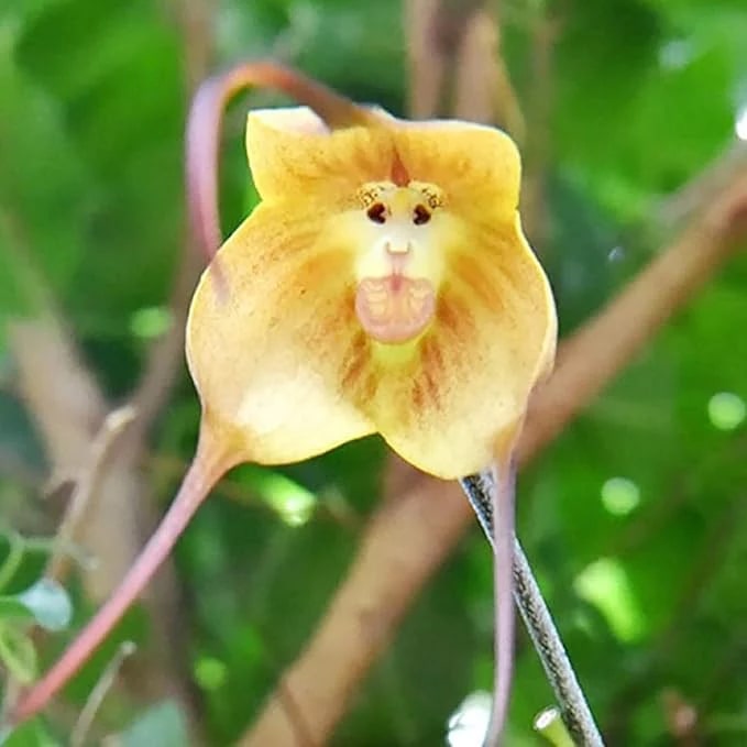 Light Yellow Monkey Face Orchid Flower Seeds for Planting – Heirloom Non-GMO Garden Seeds