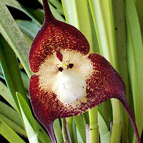 Potted Peru Monkey Face Orchid Flower Seeds for Planting – Heirloom Non-GMO Garden Seeds