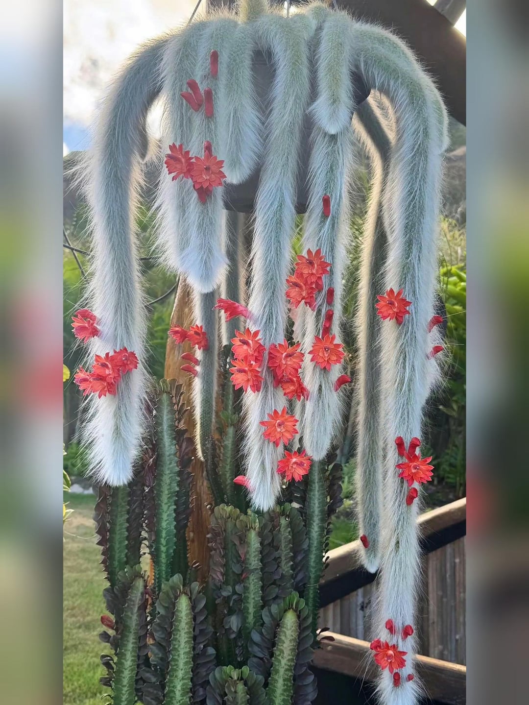 Monkey Tail Flower Seeds for Planting – Exotic Blooming Succulent Seeds