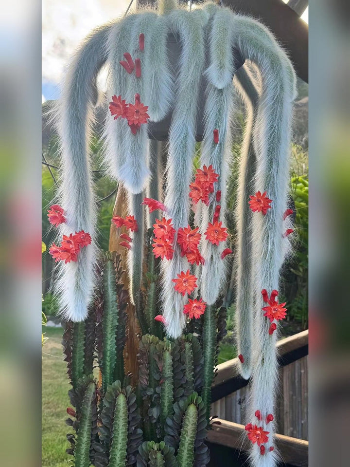 Monkey Tail Flower Seeds for Planting – Exotic Blooming Succulent Seeds