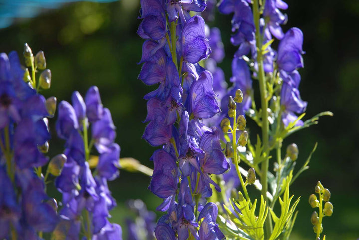 Blue Aconitum Flower Seeds for Planting – Heirloom Non-GMO High Germination Monkshood Blooms