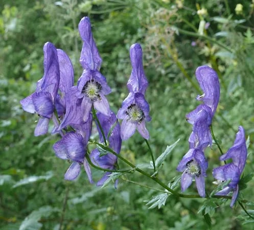 Monkshood Poisonous Flower Seeds for Planting | Heirloom Non-GMO Organic Garden Seeds, High Germination