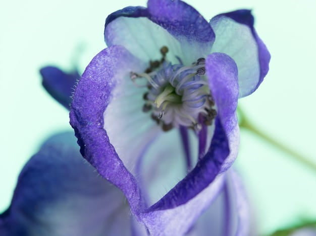 Monkshood Poisonous Flower Seeds for Planting | Heirloom Non-GMO Organic Garden Seeds, High Germination