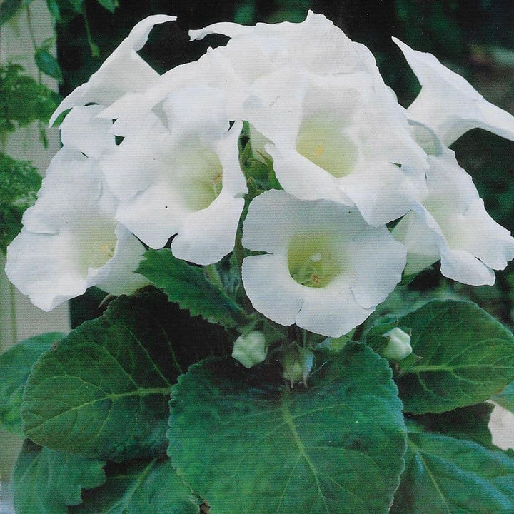 White Brazilian Gloxinia Flower Seeds for Planting – Heirloom, Non-GMO, High Germination