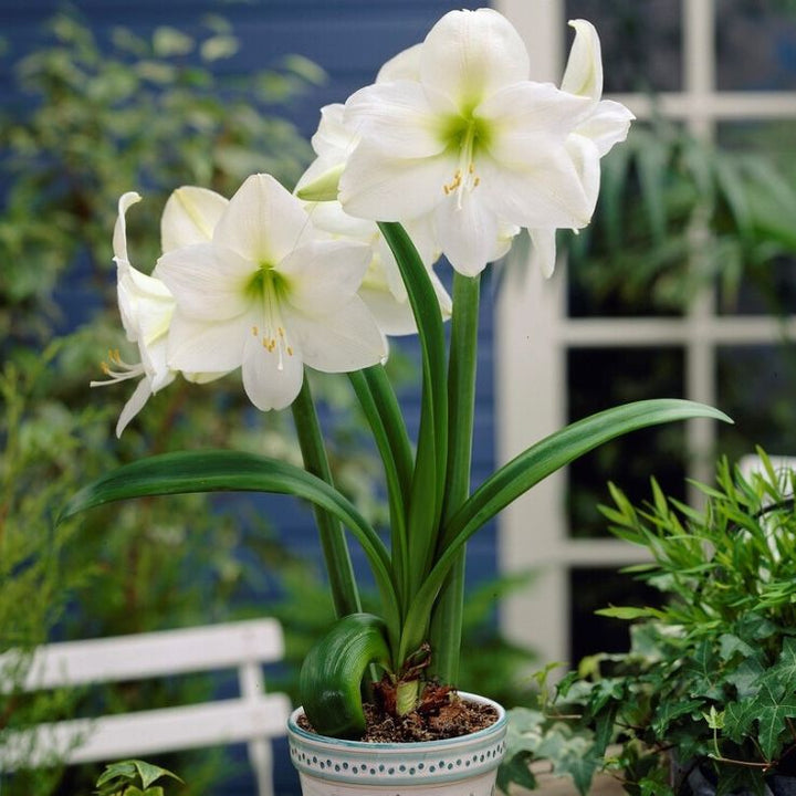 White Amaryllis Barbados Flower Seeds for Planting - Cut Flower Favorite, Heirloom &amp; GMO Free Seeds for Home Garden Non-GMO