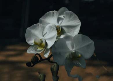 Gray Phalaenopsis Orchid Flower Seeds for Planting – Heirloom, Non-GMO, Seasonal Bloomer, High Germination