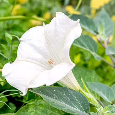 Moon Flower Seeds for Planting – Seasonal Bloomer, Heirloom Non-GMO, High Germination Organic Garden Seeds