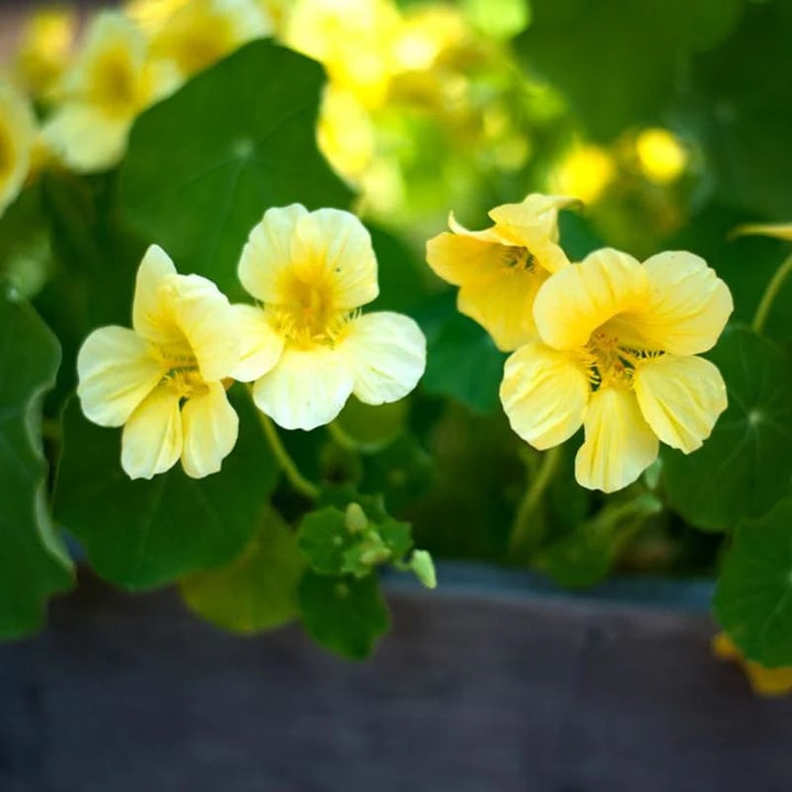 Green Yellow Nasturtium Flower Seeds for Planting – Cottage Garden Essential, Heirloom, Non-GMO