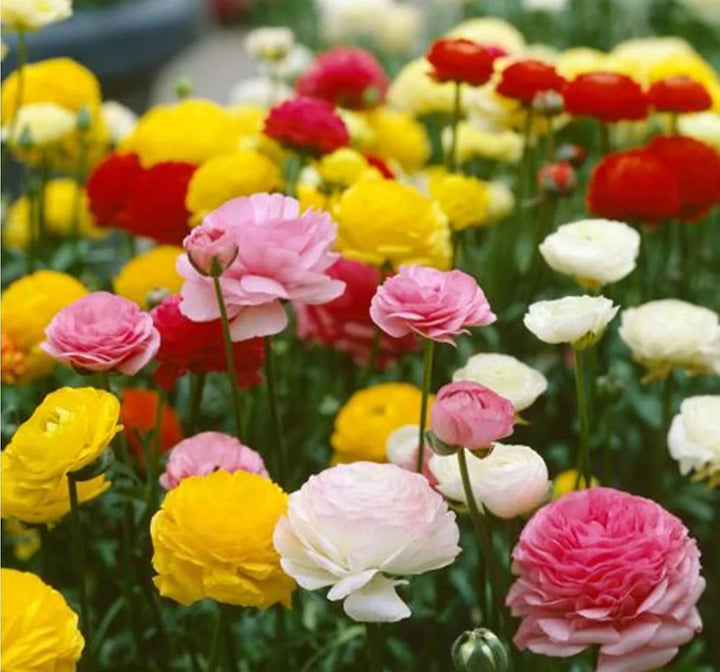 Mixed Color Moss Rose Flower Seeds for Planting – Heirloom Non-GMO Organic Garden Seeds, High Germination