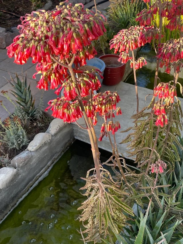 Red Chandelier Seeds for Planting – Heirloom, Non-GMO, Seasonal Bloomer, High Germination