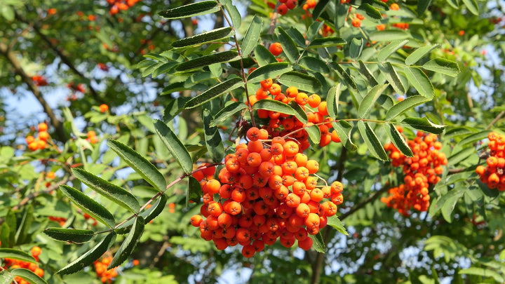 Rowan Mountain Ash tree seeds for planting - Heirloom & Non-GMO garden seeds for ornamental fruit trees