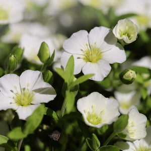 Flower Seeds, Seeds,Seeds For Planting,Plant Seeds
