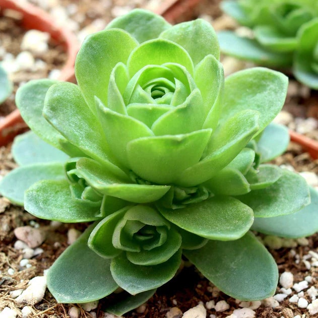 Greenovia Flower Seeds for Planting – Heirloom Non-GMO Organic Garden Seeds, High Germination