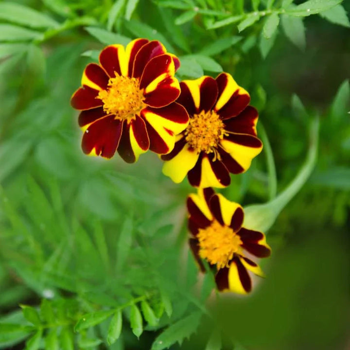 Flower Seeds, Seeds,Seeds For Planting,Plant Seeds