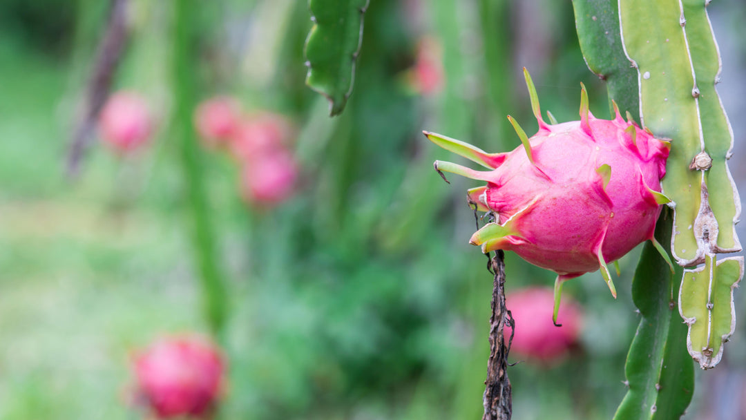 Pink Dragon Fruit seeds – Heirloom, Non-GMO Seeds for Planting Colorful Exotic Backyard Harvests