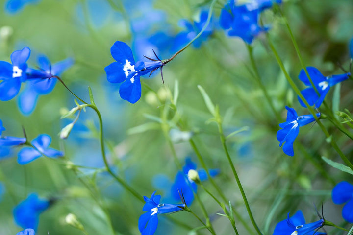 Sky Blue Mini Violet Rare Flower Seeds for Planting – Heirloom, Non-GMO, High Germination Organic Garden Seeds