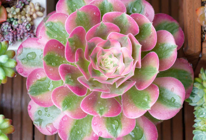 Pink Green Succulent Flower Seeds – Heirloom, Non-GMO, Shade-Tolerant Garden Seeds