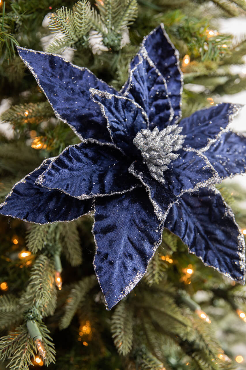 Deep Blue Poinsettia Flower Seeds for Planting – Heirloom, Non-GMO, Long Bloom Season, High Germination