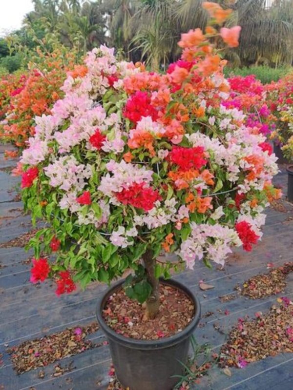Multi-Colour Bougainvillea Flower Seeds for Planting – Heirloom, Non-GMO, High Germination Seeds