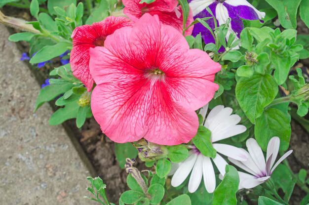 Light Pink Red Petunia Flower Seeds for Planting – Heirloom, Non-GMO, Easy Grow, High Germination