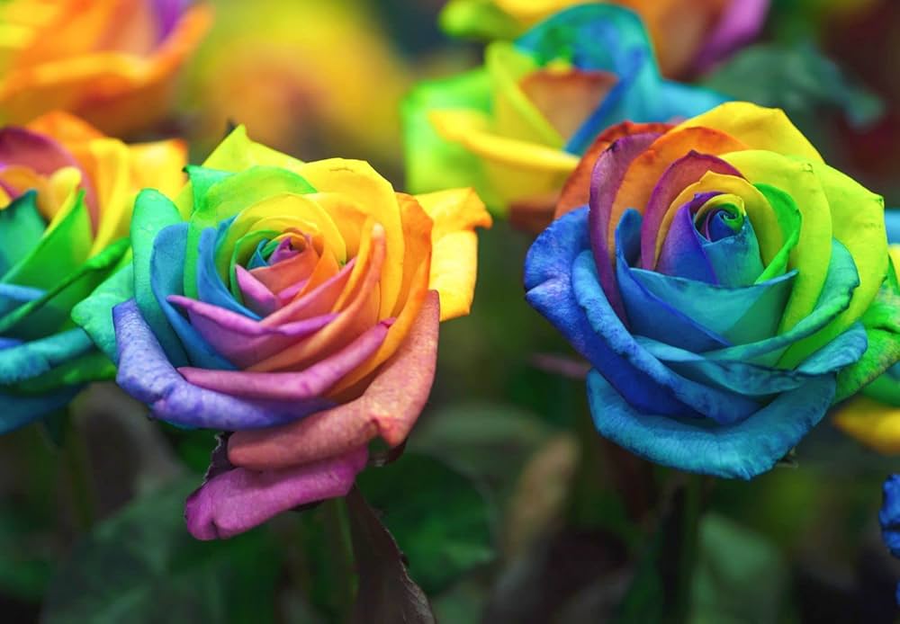 Multi-Color Rose Flower Seeds for Planting Pink White – Heirloom, Non-GMO, Drought Tolerant Organic Garden Seeds, High Germination