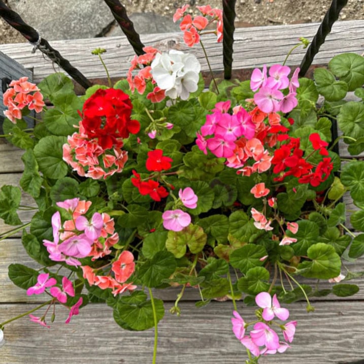Multi Geranium Flower Seeds for Planting – Heirloom, Non-GMO, Long Bloom, High Germination