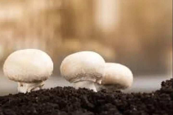 White Mushroom Seeds for Planting – Heirloom, Non-GMO Spores, Clean Harvest – Organic Garden Seeds