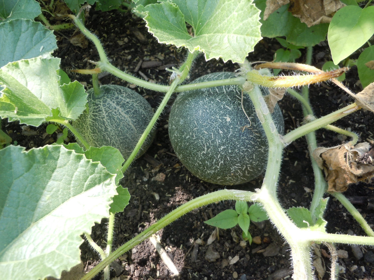 Brown Muskmelon Fruit Seeds for Planting – Heirloom, Non-GMO, High Germination Organic Garden Melon Seeds