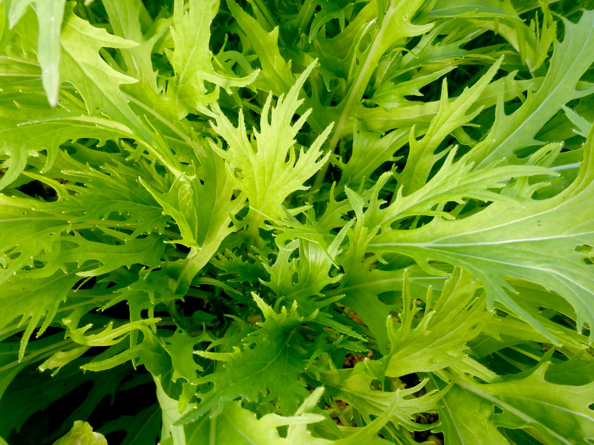 Lime Streaks Mizuna Mustard Herb Seeds for Planting – Heirloom, Non-GMO, Organic Garden Seeds with High Germination