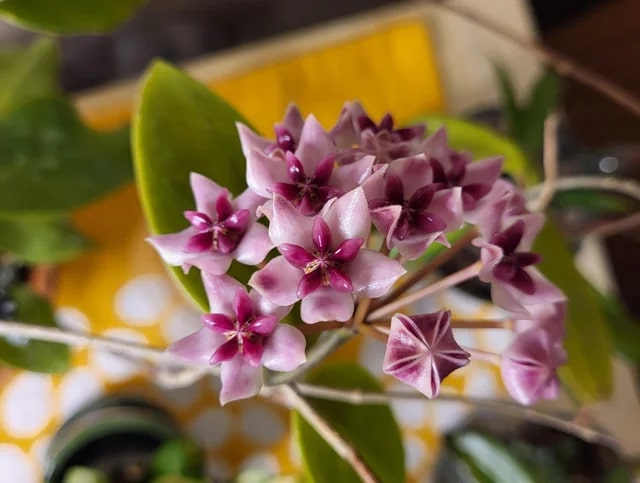 Purple White Hoya Carnosa Flower Seeds for Planting – Heirloom, Non-GMO, Wildflower Mix, High Germination Seeds