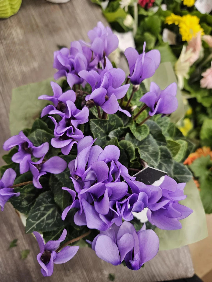 Violet Cyclamen Flower Seeds for Planting – Drought Tolerant, Heirloom &amp; Non-GMO Home Garden Seeds