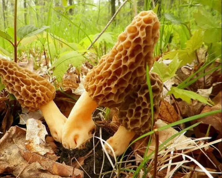 Mycelium Spawn Mushroom Seeds for Planting – Heirloom, Non-GMO, Edible Fungi Vegetable – High Germination