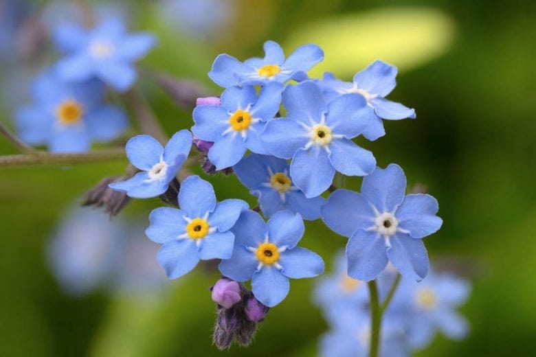 Myosotis Sylvatica Flower seeds for Planting - Pollinator Friendly, Heirloom & GMO Free Seeds for Home Garden