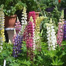 Lupine Mixed Flower Seeds for Planting – Heirloom, Non-GMO, High Germination Organic Garden Seeds (100pcs)