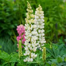 Lupine Mixed Flower Seeds for Planting – Heirloom, Non-GMO, High Germination Organic Garden Seeds (100pcs)