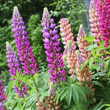 Lupine Mixed Flower Seeds for Planting – Heirloom, Non-GMO, High Germination Organic Garden Seeds (100pcs)
