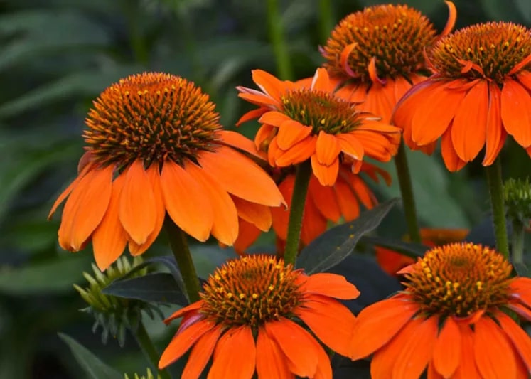 Orange Echinacea Flower Seeds for Planting – Pollinator Friendly, Heirloom & Non-GMO Home Garden Seeds