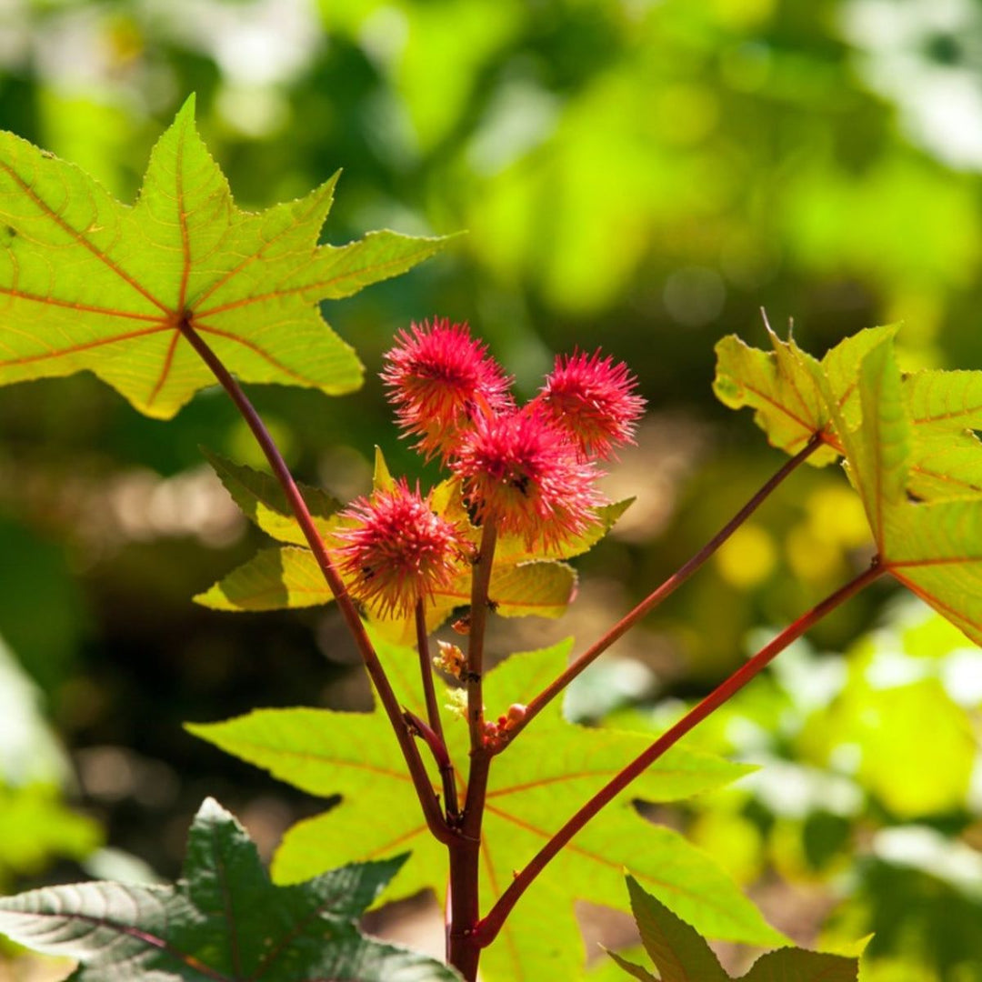 Vegetable Seeds,Garden seeds, Seeds For Planting,Plant Seeds