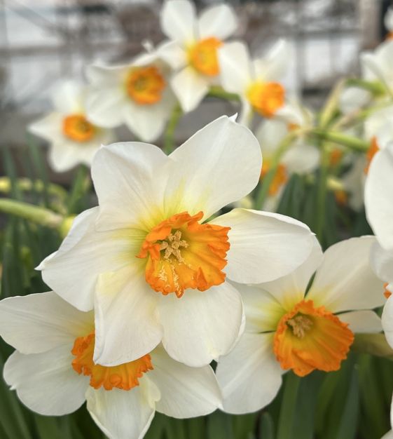 Daffodil Narcissus Flower Seeds for Planting – Wildflower Mix, Heirloom, Non-GMO, High Germination