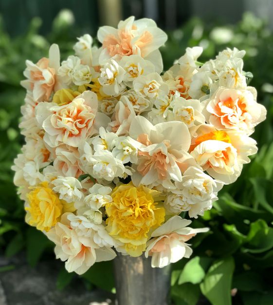 Mixed Color Double Narcissus Flower Seeds for Planting – Heirloom, Non-GMO, Drought Tolerant, High Germination