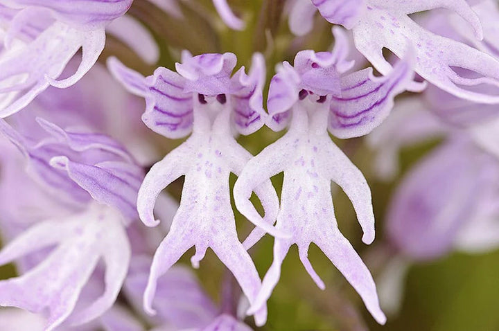 Purple Naked Man Orchid Flower Seeds for Planting – Heirloom, Non-GMO, Organic Garden Seeds